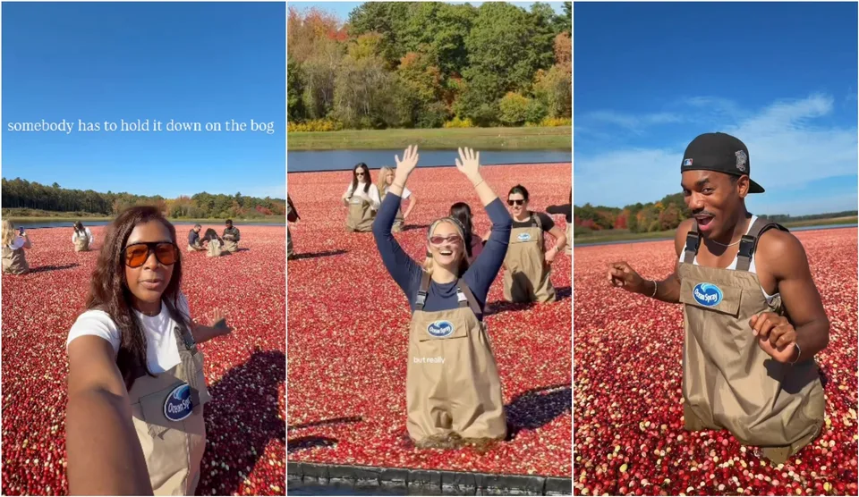 Three creators in Ocean Spray waders stand waist-deep in a flooded cranberry bog of floating red berries, one filming a selfie, one with arms raised, one grinning at the camera.